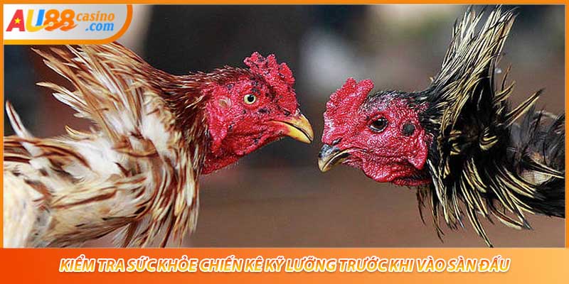 Kiểm tra sức khỏe chiến kê kỹ lưỡng trước khi vào sàn đấu